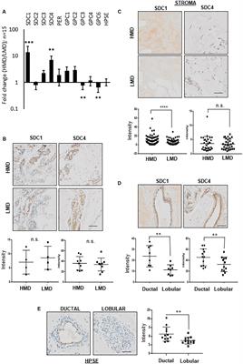 Heparanase Promotes Syndecan-1 Expression to Mediate Fibrillar Collagen and Mammographic Density in Human Breast Tissue Cultured ex vivo